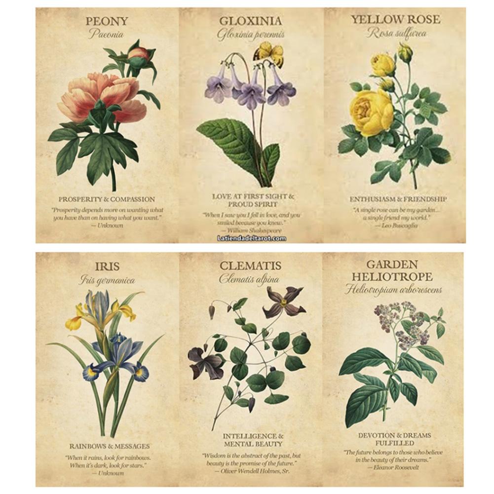 Botanical Inspiration Oracle c - Board Game Inspiration incelemesi ve fiyatı